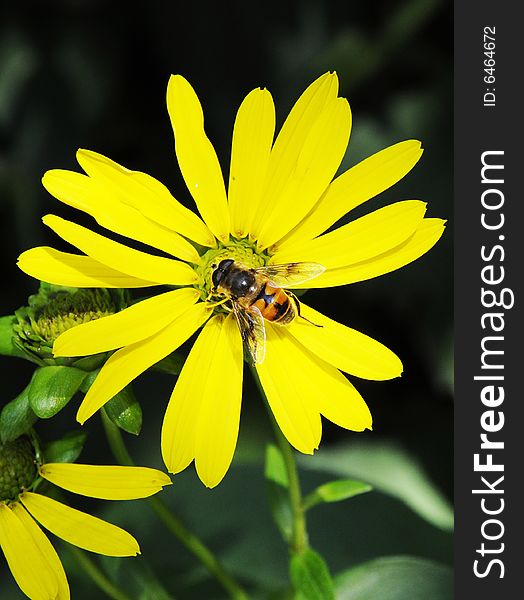 Busy bee and blooming mum flower. Busy bee and blooming mum flower