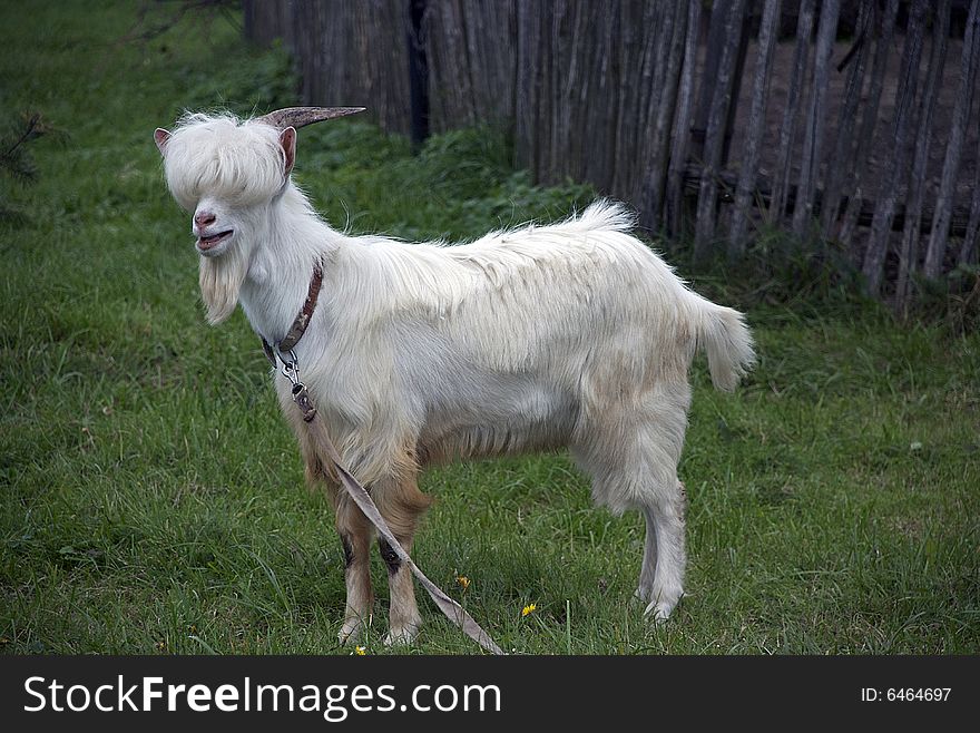 White Goat in the grass