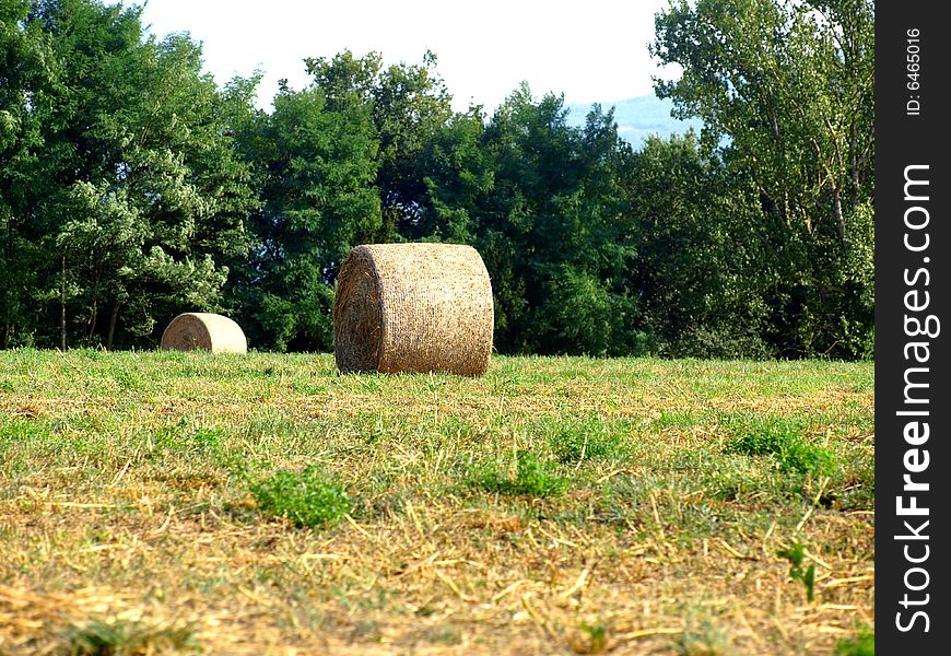 Hay's rools in a field in Tuscany. Hay's rools in a field in Tuscany