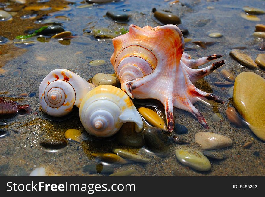 Closeup of three colored sea shells over wet sand. Closeup of three colored sea shells over wet sand