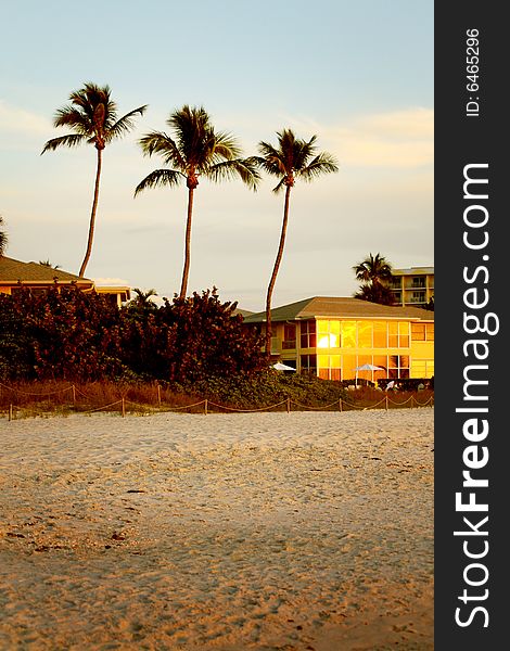 Palm trees on the beach