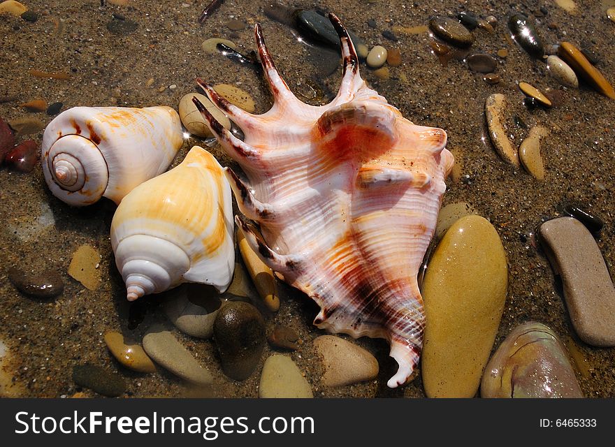Closeup of three colored sea shells over wet sand. Closeup of three colored sea shells over wet sand