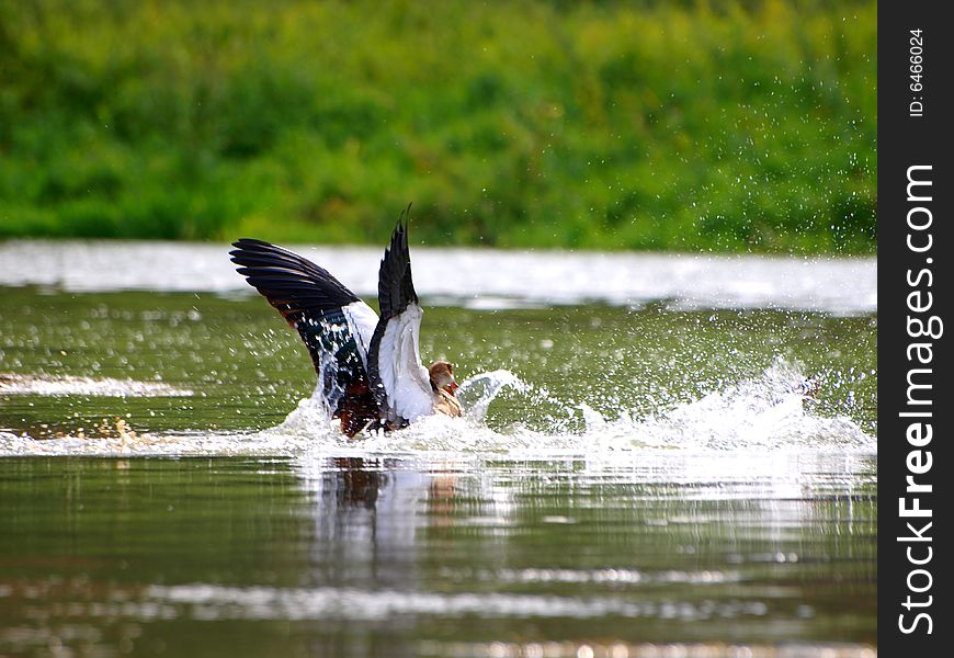 A wonderful shot of a crane splashing in the water of Arno river. A wonderful shot of a crane splashing in the water of Arno river