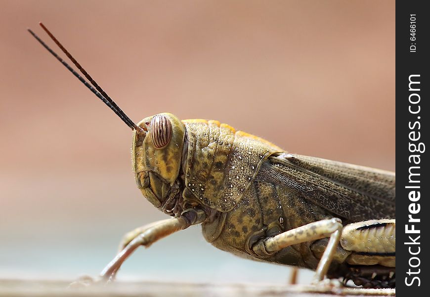 Grasshopper on a pink background