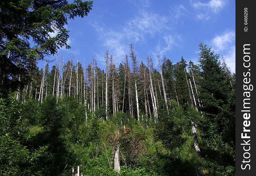 Dead pines in mountain forest. Dead pines in mountain forest