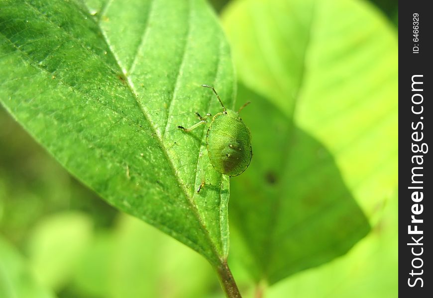 Macro spotted bug on green leaf. Macro spotted bug on green leaf
