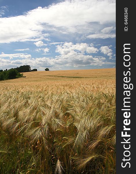 Barley Field