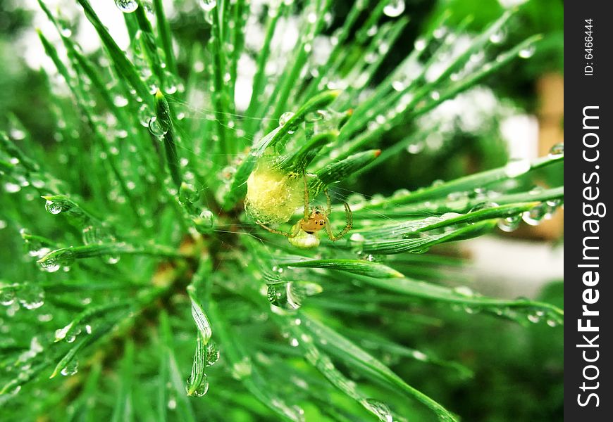 Yellow-green spider in the pine-needles. Yellow-green spider in the pine-needles