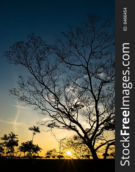 Silhouette of a large tree at sunset. Silhouette of a large tree at sunset