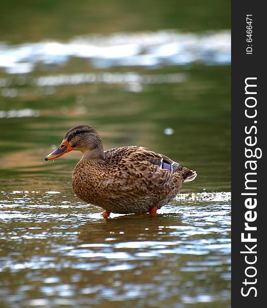 A beautiful shot of a duck that takes a rest in the waters of Arno river. A beautiful shot of a duck that takes a rest in the waters of Arno river