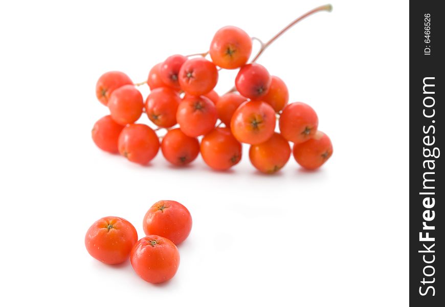 Bunch of red ashberries on white background. Bunch of red ashberries on white background.