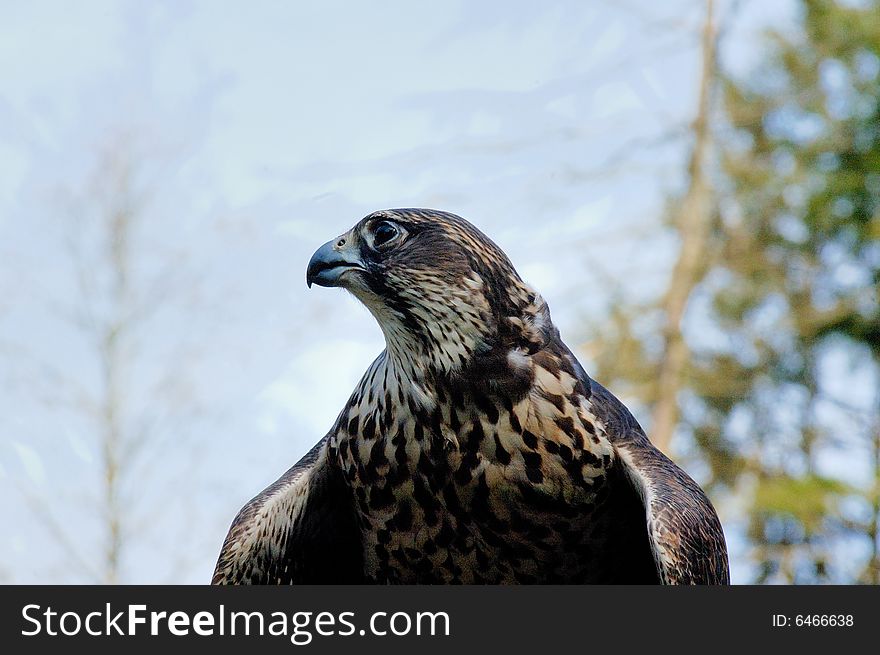 Portrait of Saker falcon female with sky as background