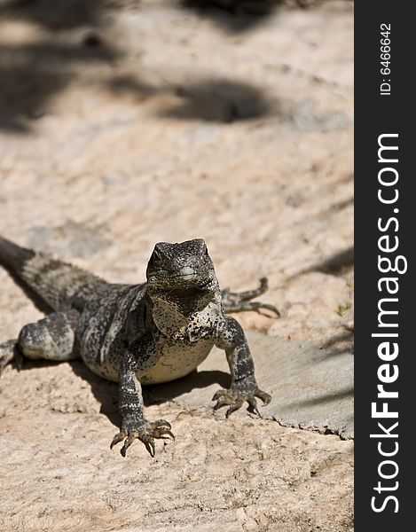 An iguana in Mexico resting on a rock.