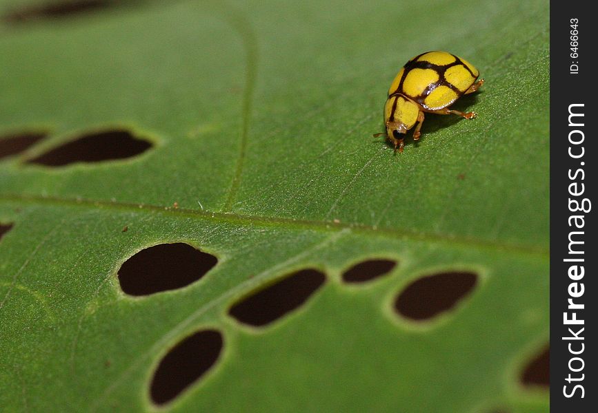 A view at a microscopic world of insect. A view at a microscopic world of insect