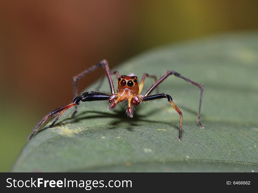 A view at a microscopic world of insect. A view at a microscopic world of insect