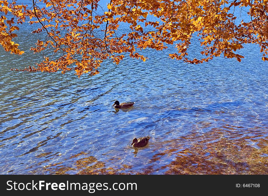 Autumn scene - Ducks on Lake Bohinj - Slovenia. Autumn scene - Ducks on Lake Bohinj - Slovenia