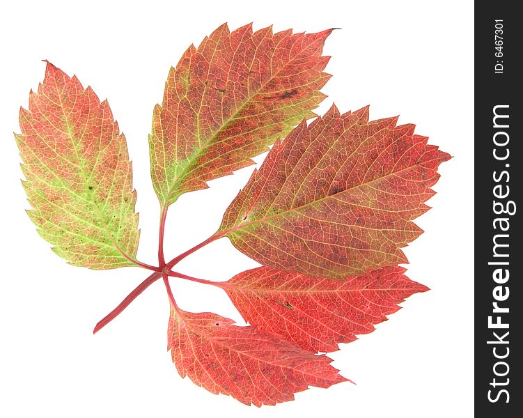 The autumn grape leaf on white background