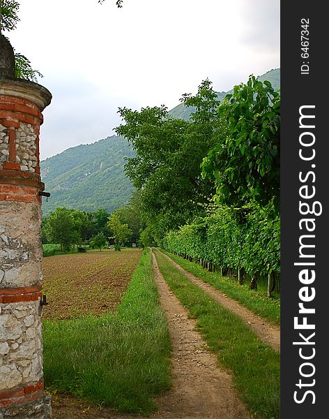 Country road douring the italian summer