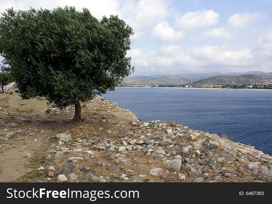 A lonely olive tree at the fortress in Toroni (Halkidiki - Greece) on a cloudy day in September. A lonely olive tree at the fortress in Toroni (Halkidiki - Greece) on a cloudy day in September.