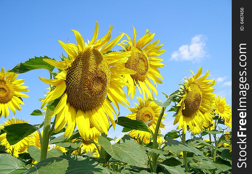 Brightly yellow sunflowers on the sun field