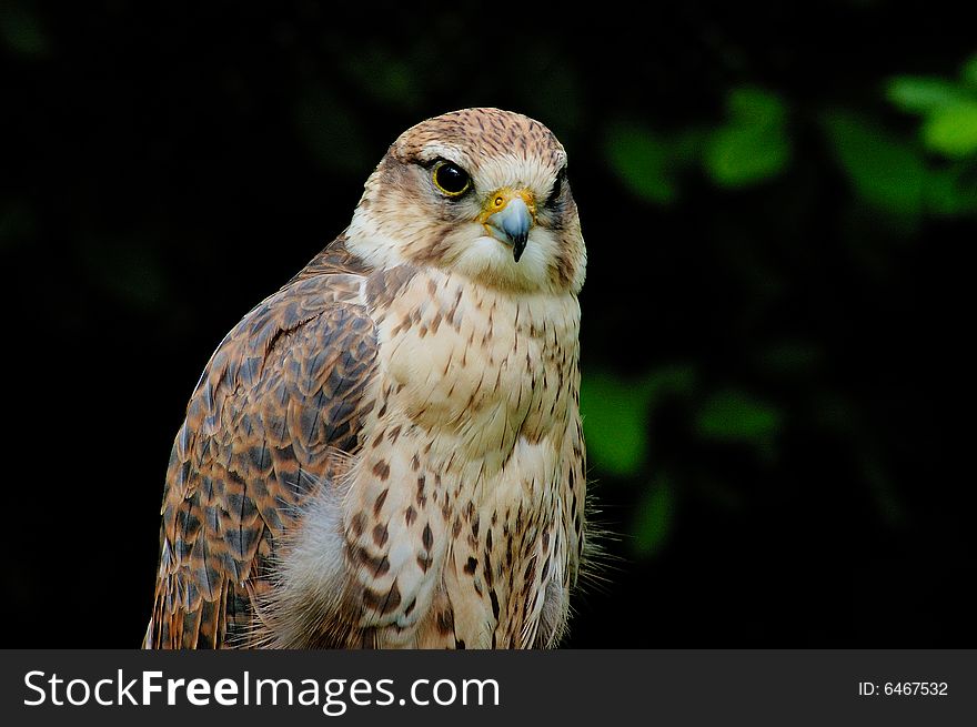 Portrait of Saker falcon female with bush as background