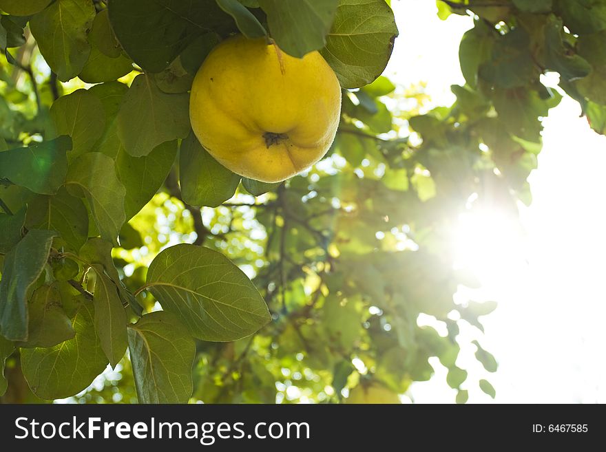 Quince In A Tree