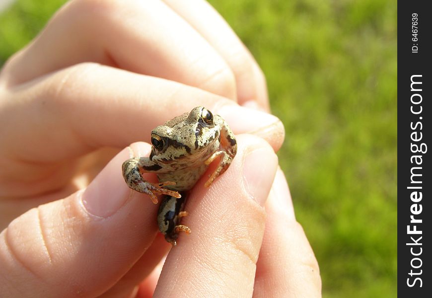 Little Frog In Child Hands