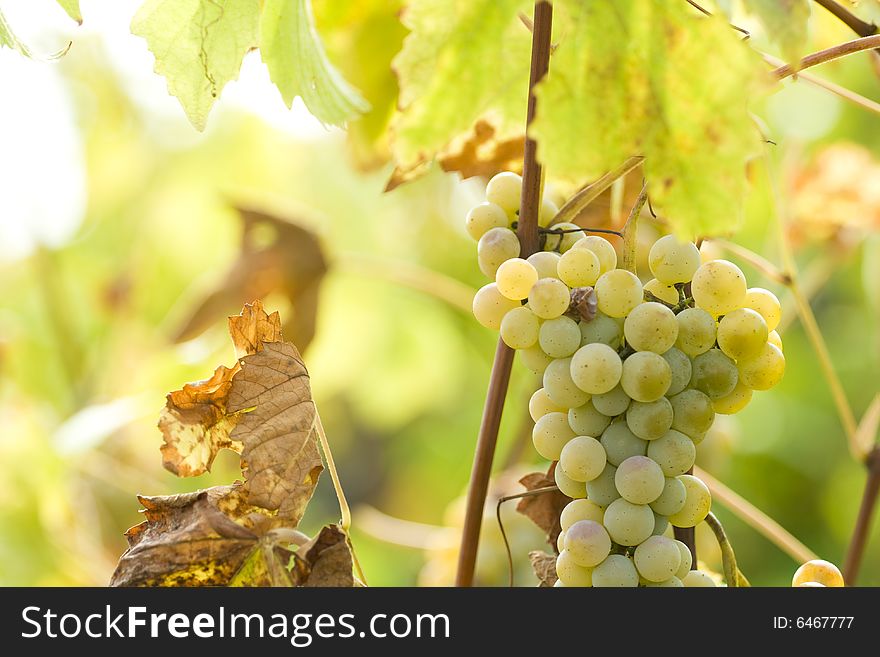 White grapes in the vineyard