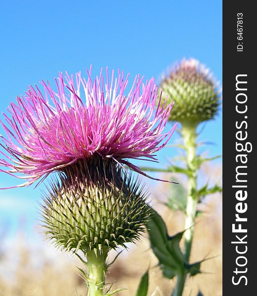 A young prickly thistle reaches after a sun