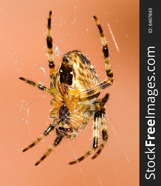 Taken in my garden using the sigma 105mm macro. Taken in my garden using the sigma 105mm macro