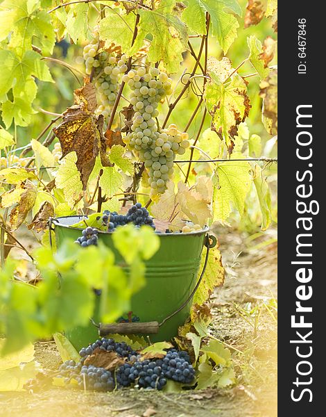 red wine grapes in a bucket at harvest. red wine grapes in a bucket at harvest