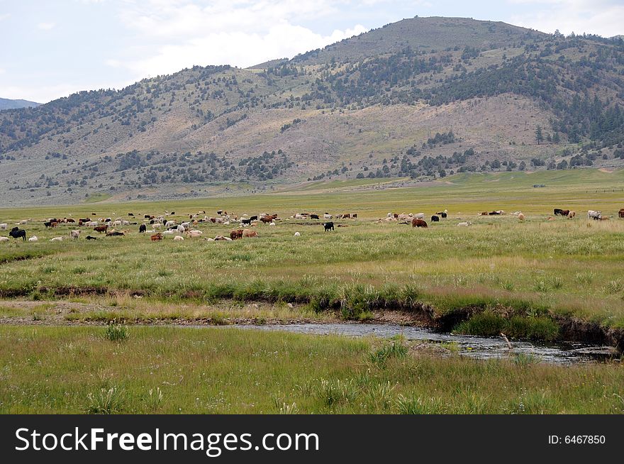 Ferd of cows on a field