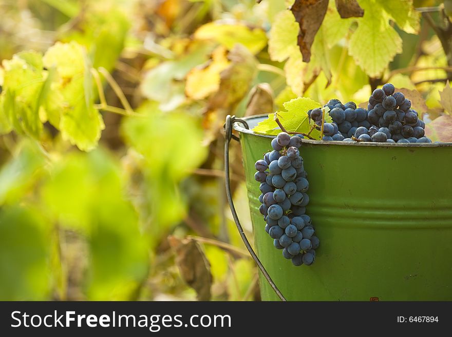 Closeup of red wine grapes in a bucket at harvest. Closeup of red wine grapes in a bucket at harvest