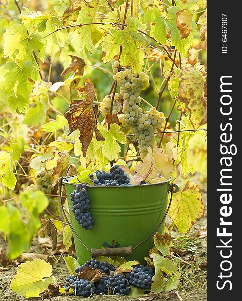 Red wine grapes in a bucket at harvest. Red wine grapes in a bucket at harvest