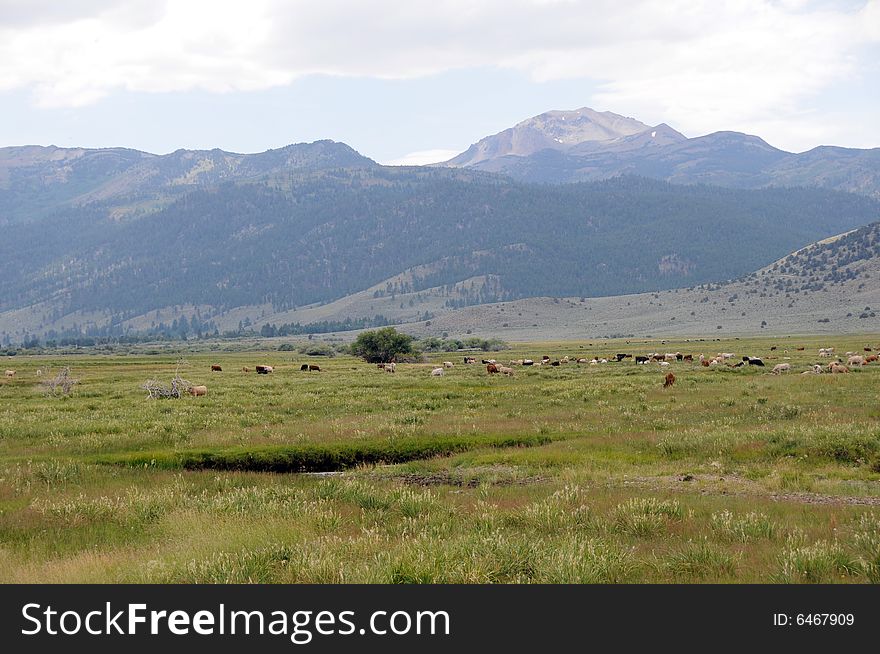 Ferd of cows on a field