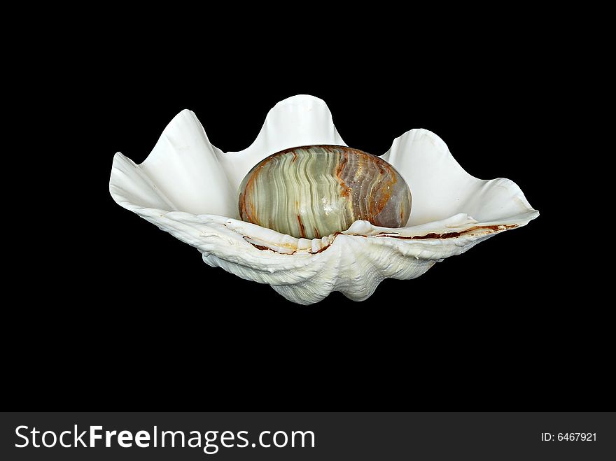 Gem Egg Within A White Seashell