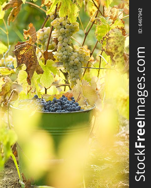 Red wine grapes in a bucket at harvest. Red wine grapes in a bucket at harvest