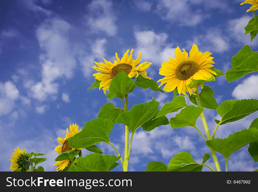 View of nice fresh sunflowers on blue sky back. View of nice fresh sunflowers on blue sky back