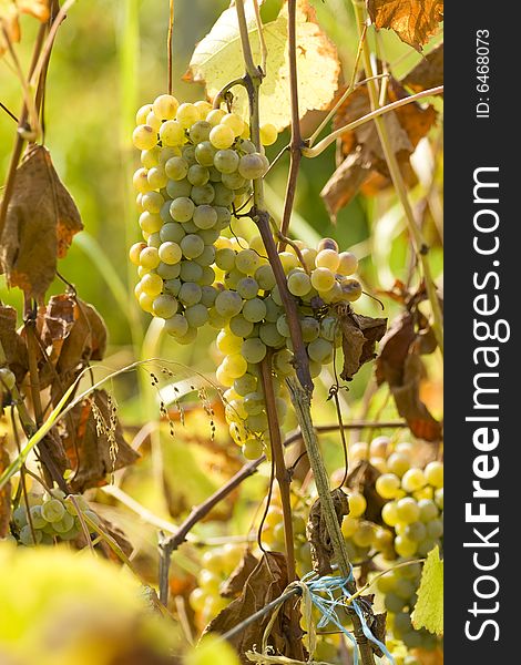 Close up of white grapes in the vineyard