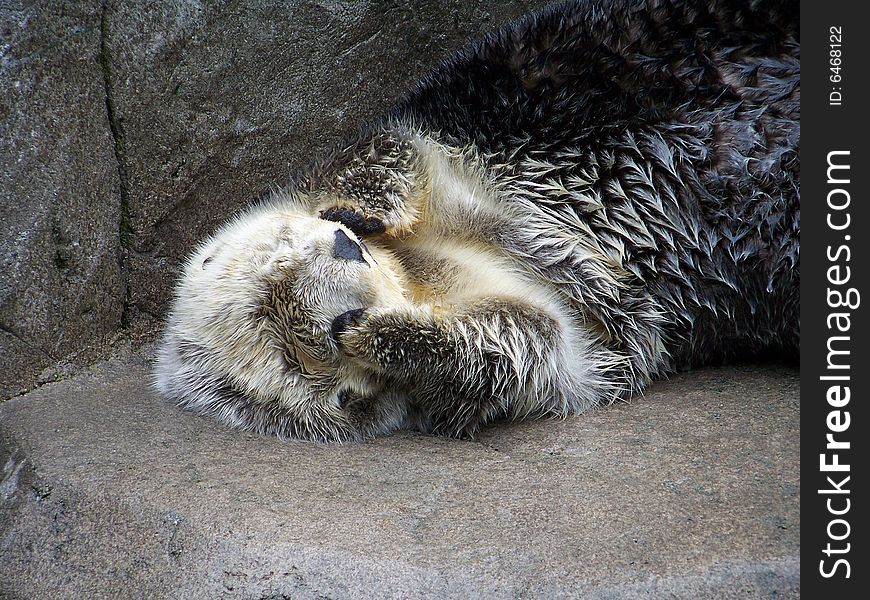 A Sea Otter rubbing it's face