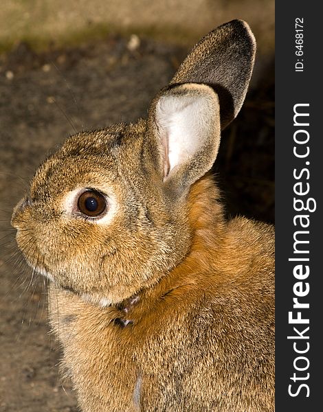 Another of our rabbit , agger this was with a sigma 105mm. Another of our rabbit , agger this was with a sigma 105mm