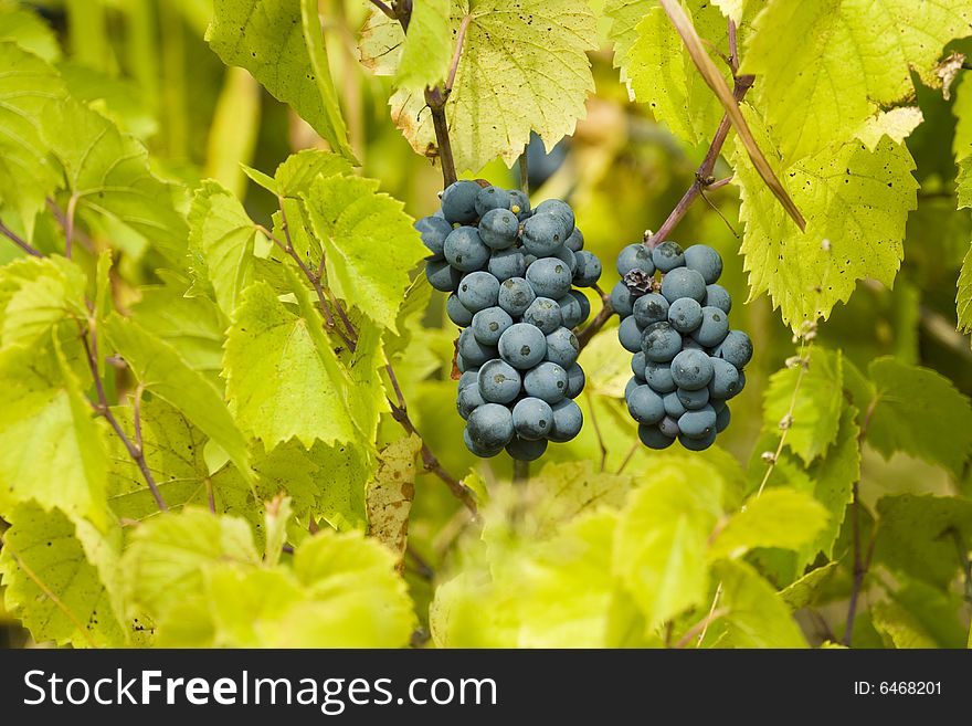 Closeup of red wine grapes in the vineyard. Closeup of red wine grapes in the vineyard