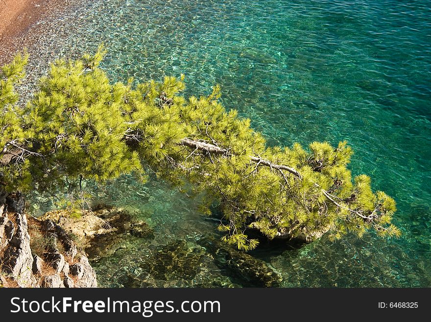 Beautiful mediterranean coastline. Pine branch over thesea. Sveti Stefan. Beautiful mediterranean coastline. Pine branch over thesea. Sveti Stefan