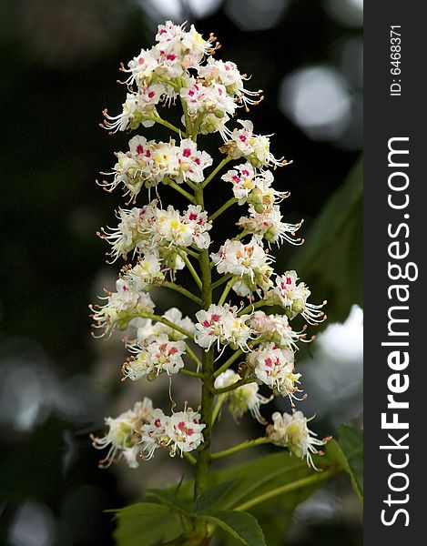 Bloom chestnut against dark background