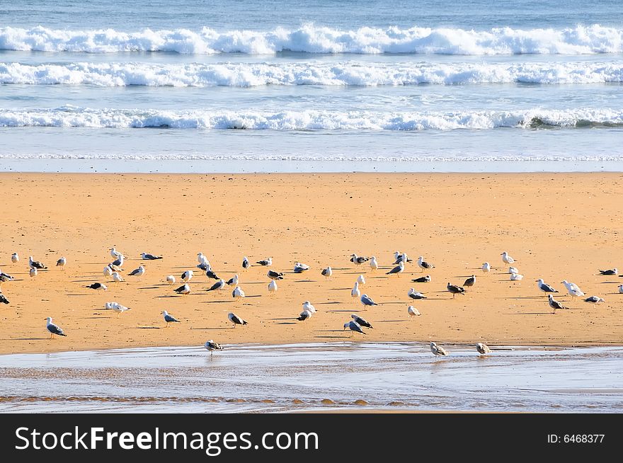 Many seagulls on a sandy beach. Many seagulls on a sandy beach