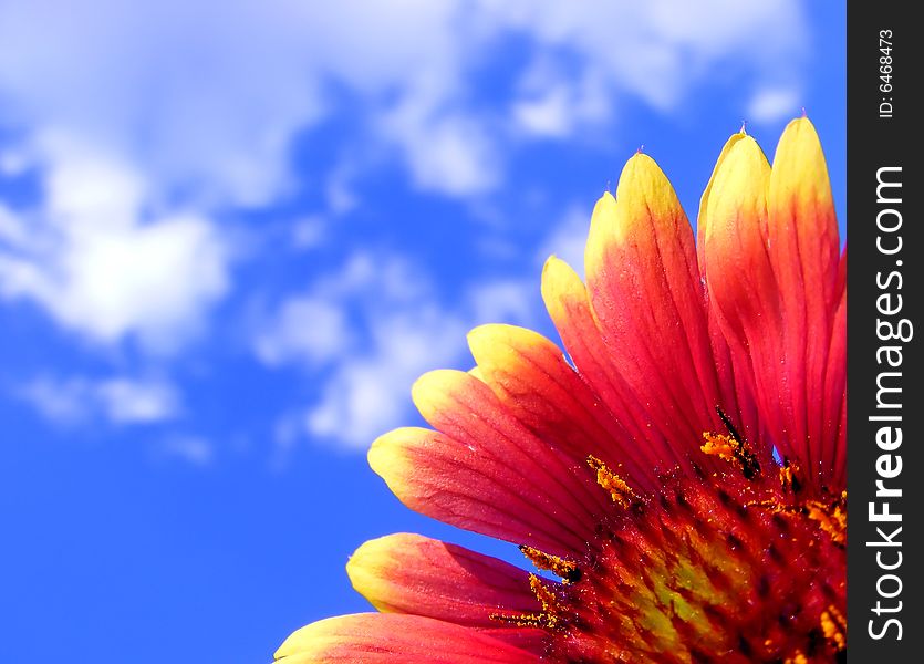 The Flower and the Sky - natual background. The Flower and the Sky - natual background