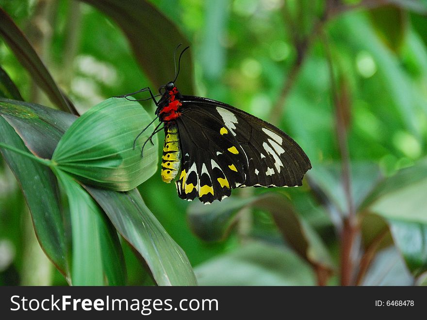 Butterfly At Kuranda