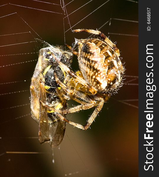 A spider wrapping up a wasp that landed in its trap. A spider wrapping up a wasp that landed in its trap