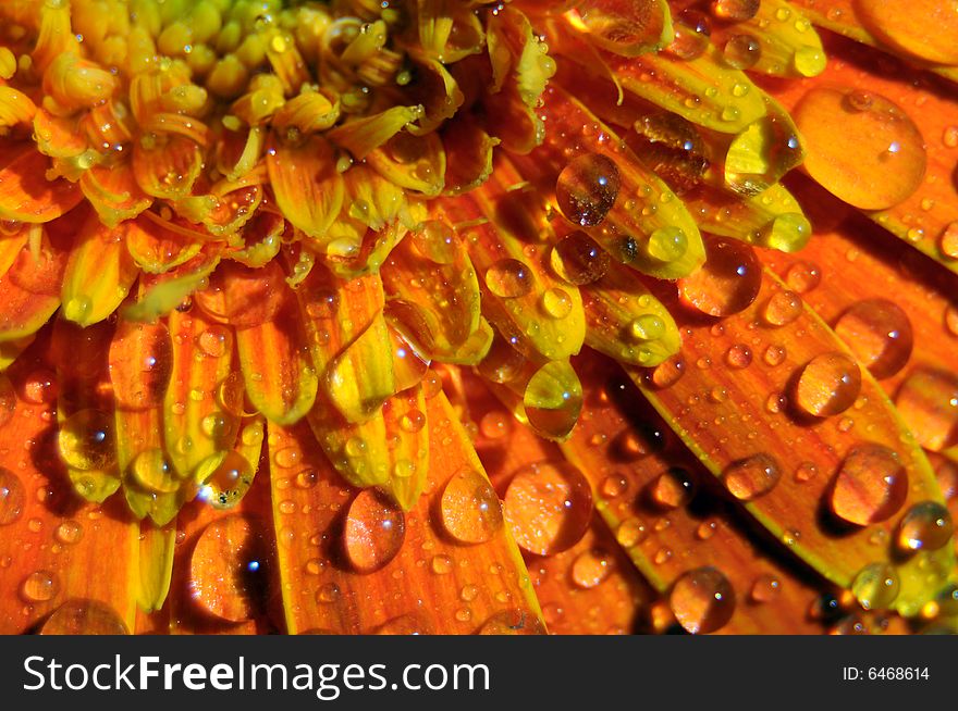 Close up photo of an orange gerbera splashed with water