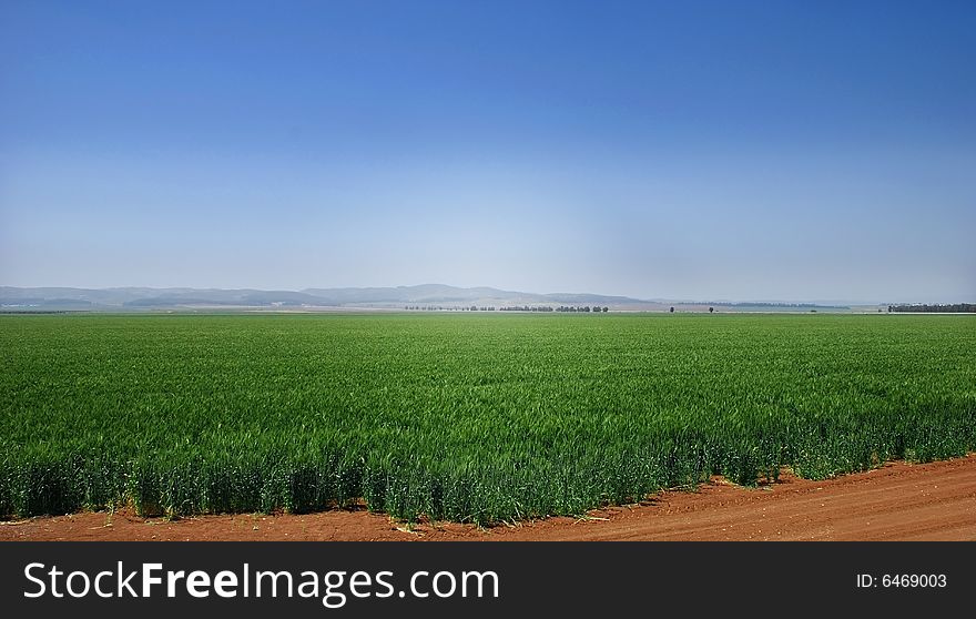 A wheat field in north israel